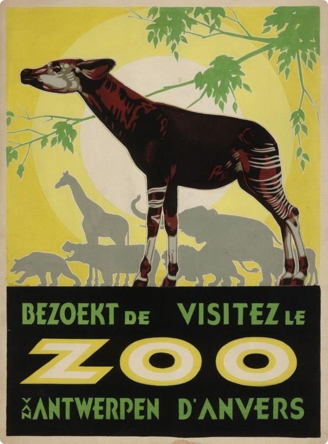 Okapi állatkert