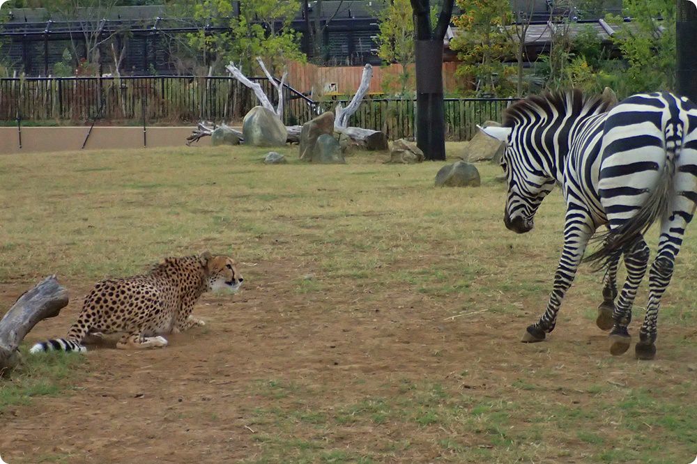 en/Mixed exhibit Felidae Hyaenidae